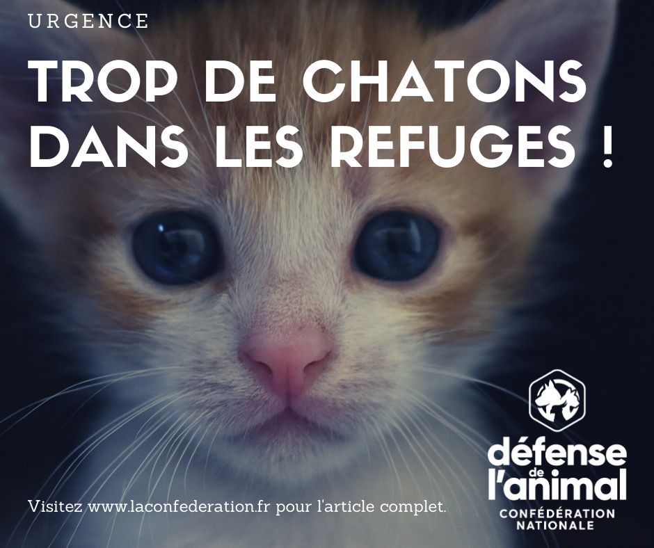 Urgence Trop De Chatons Dans Les Refuges Defense De L Animal