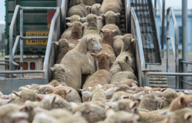 Transport de moutons