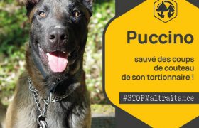 Puccino, jeune Malinois, a été sauvé des coups de couteau de son tortionnaire.