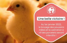 Au 1er janvier 2022, le broyage des poussins mâles et la castration à vif des porcelets seront interdits !