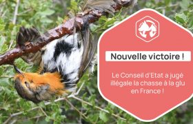 Le Conseil d'Etat a jugé illégale la chasse à la glu le 28 juin dernier.