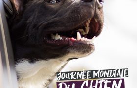 C'est la journée mondiale du chien, fidèle ami de l'homme depuis des millénaires.