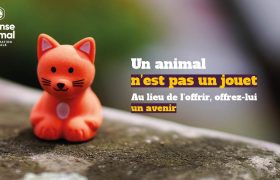 Un animal n'est pas un jouet, offrez-lui un avenir au lieu de l'offrir.