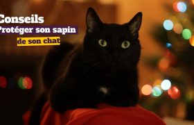 Défense de l'Animal vous donner 6 conseils pour protéger votre sapin de votre chat !