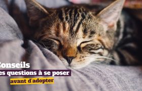 Avant d'adopter, il est important de se poser des questions essentielles.