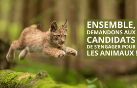 Défense de l'Animal est investie dans le projet Engagement Animaux 2022.