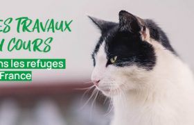 Grâce à France Relance, de nombreuses associations membres de Défense de l'Animal ont pu réaliser des travaux pour leur refuge !