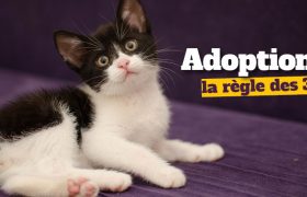 Vous avez adopté ? Il est important de connaître cette règle simple !