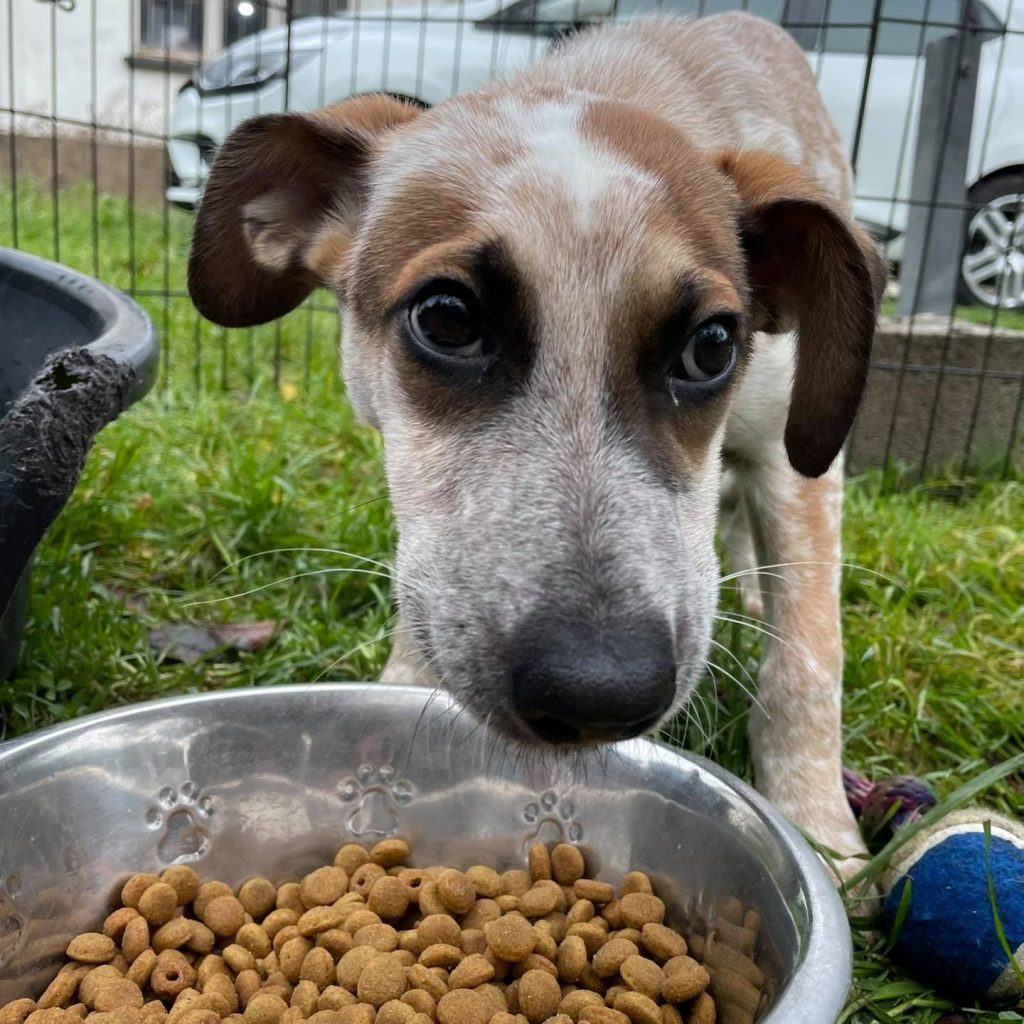 Chien adopté au nouveau refuge-SPA de Hautes-Pyrénées