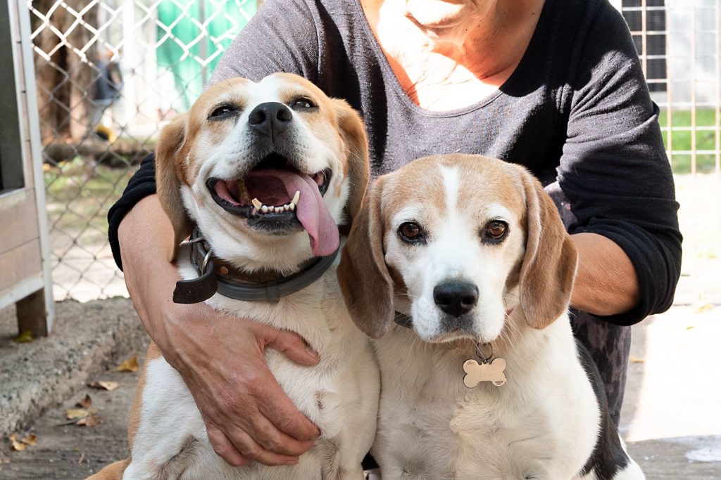 Chiens adoptés au refuge Les Oubliés de Saint Béart