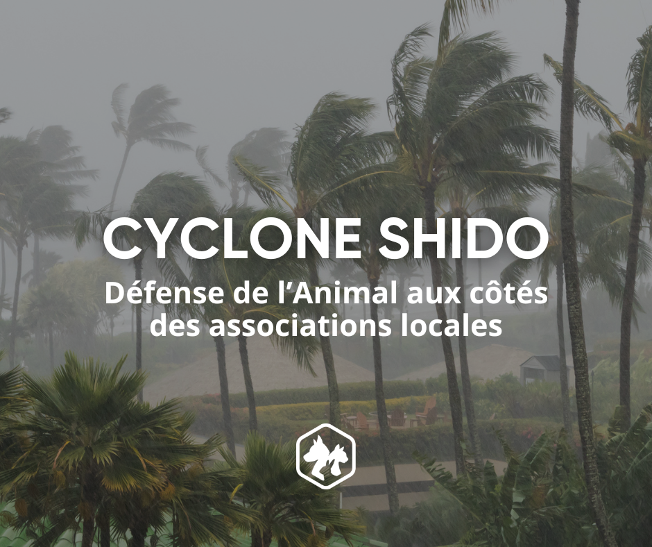 Cyclone Shido : Défense de l'animal aux côtés des associations locales